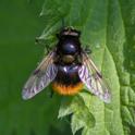 Volucella bombylans-0820.jpg